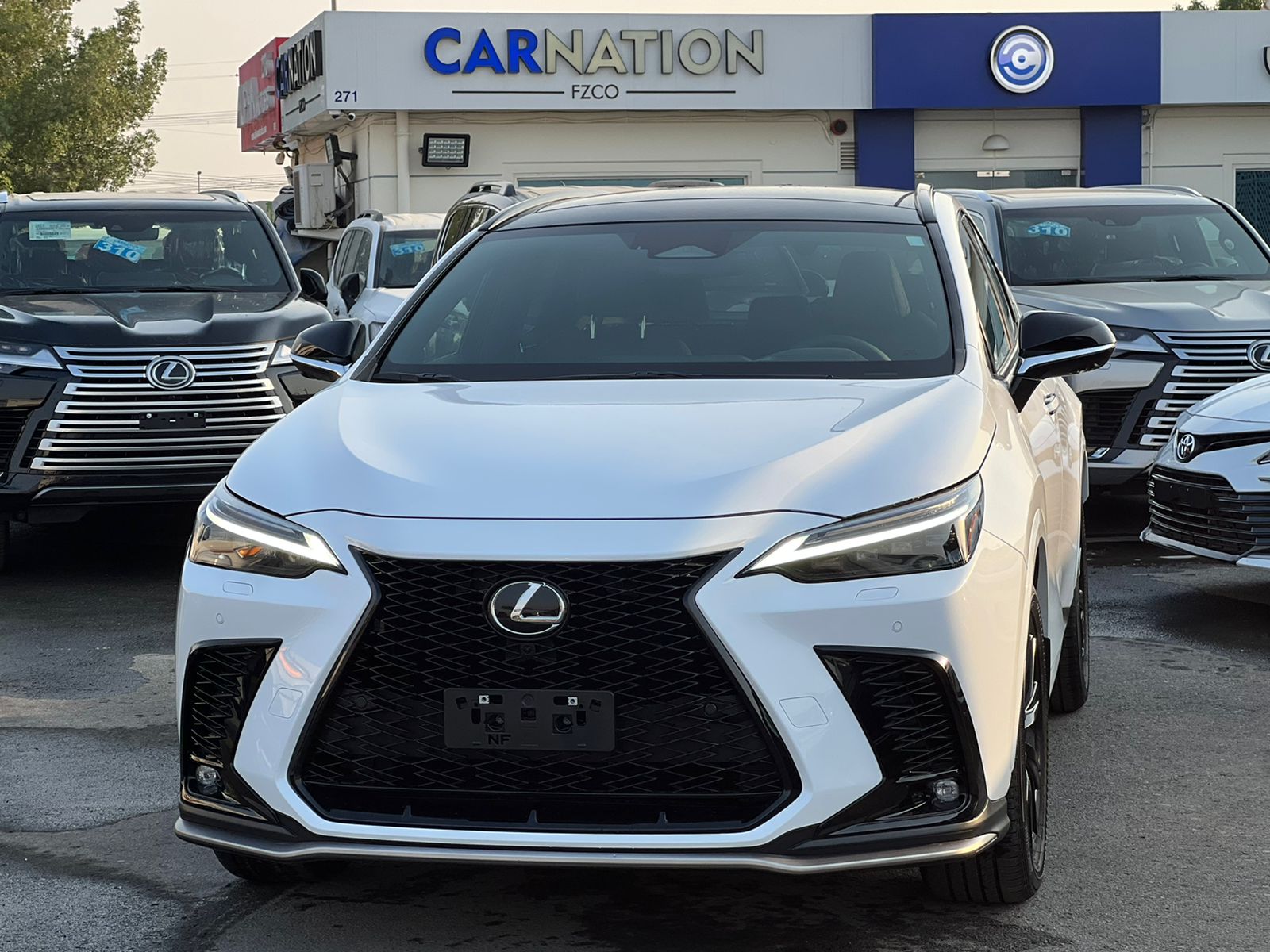 carnation's Product Image